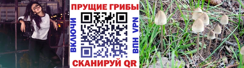Псилоцибиновые грибы Psilocybe  Новый Уренгой 